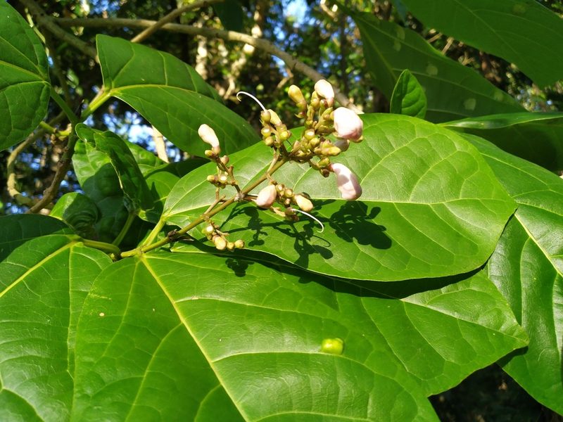 Gmelina dalrympleana, photographed by Steve Fitzgerald