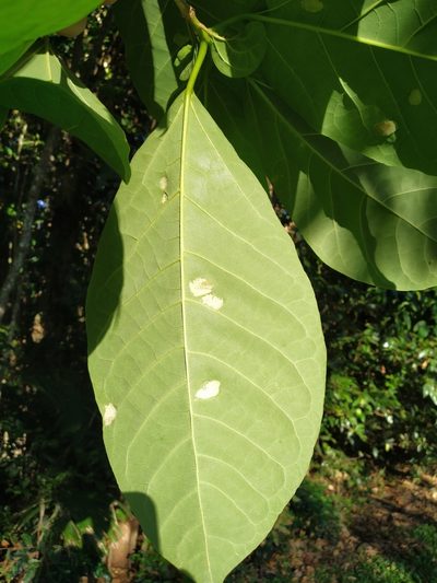 Gmelina dalrympleana, photographed by Steve Fitzgerald