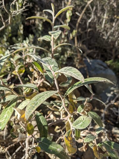 Salix breweri, photographed by Nora Bales