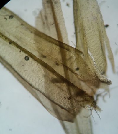 Elodium paludosum, photographed by Zihao Wang