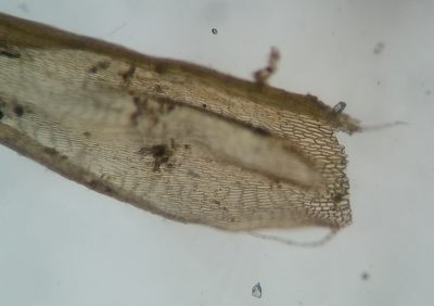 Elodium paludosum, photographed by Zihao Wang