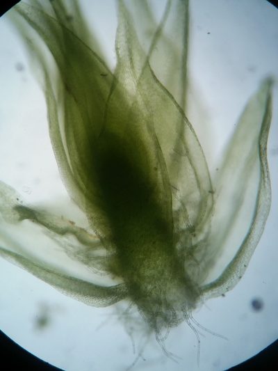 Elodium paludosum, photographed by Zihao Wang