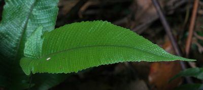 Grypothrix simplex, photographed by portioid