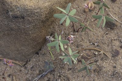Oxalis caerulea, photographed by Craig Martin