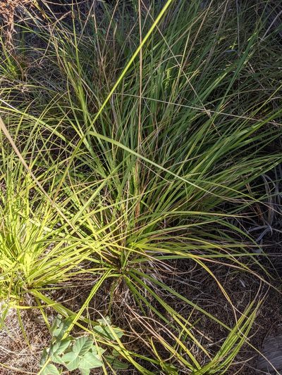 Carex obispoensis, photographed by Nora Bales