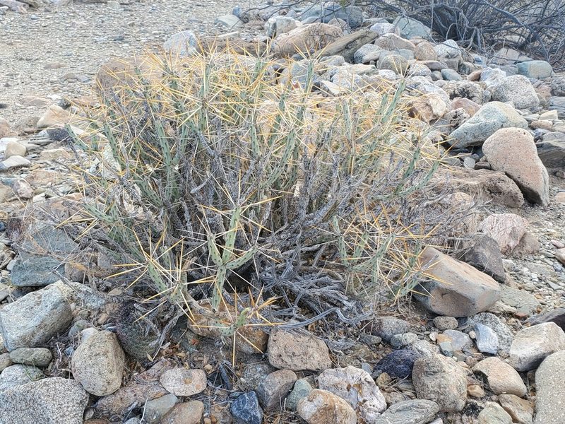 Cylindropuntia tesajo, photographed by Trevor Harding