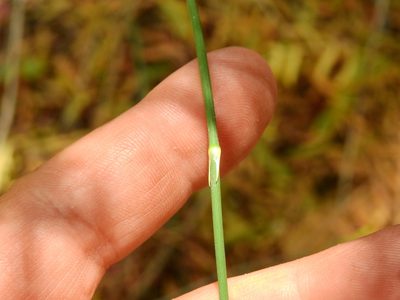 Ephedra triandra, photographed by Guillermo Debandi