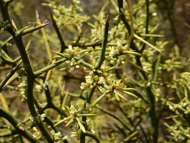 Hualania colletioides, photographed by Guillermo Debandi