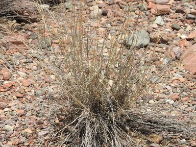 Aristida mendocina, photographed by Guillermo Debandi