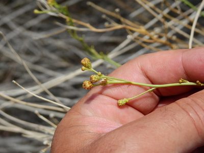 Baccharis retamoides, photographed by Guillermo Debandi