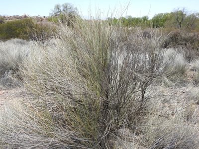Baccharis retamoides, photographed by Guillermo Debandi