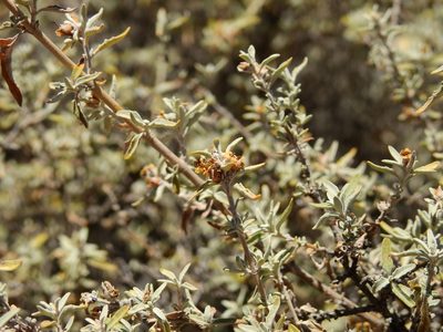 Buddleja mendozensis, photographed by Guillermo Debandi