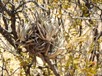 Tillandsia xiphioides, photographed by Guillermo Debandi