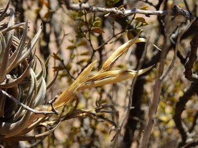 Tillandsia xiphioides, photographed by Guillermo Debandi