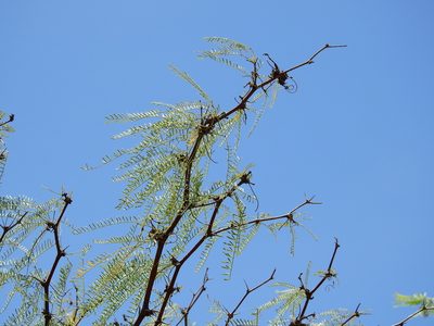 Neltuma flexuosa, photographed by Guillermo Debandi