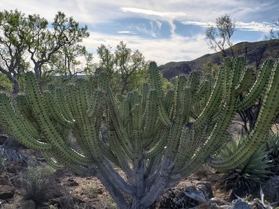 Myrtillocactus cochal, photographed by Trevor Harding