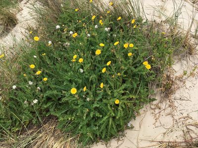 Sonchus megalocarpus, photographed by Miguel de Salas