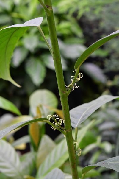 Cleidion castaneifolium, photographed by Neptalí Ramírez Marcial