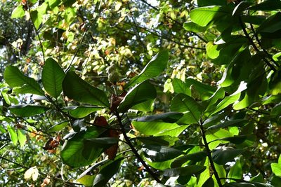 Magnolia sharpii, photographed by Neptalí Ramírez Marcial