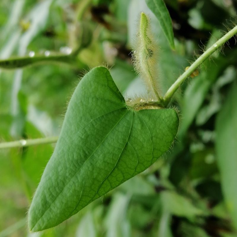 Aristolochia odora, photographed by Kozue Kawakami