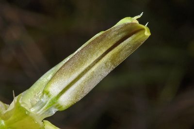 Pterostylis oliveri, photographed by Pieter Pelser