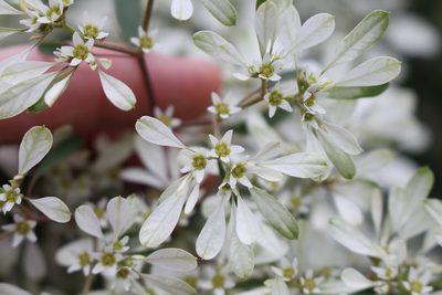 Euphorbia leucocephala, photographed by Jake Rehage