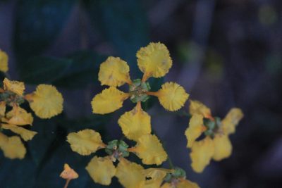 Aspicarpa hexandra, photographed by Jake Rehage