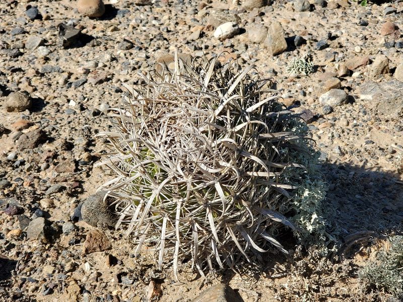 Ferocactus gracilis, photographed by Trevor Harding