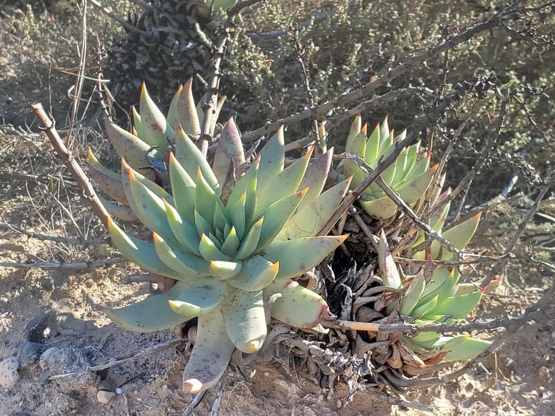 Dudleya cultrata, photographed by Trevor Harding