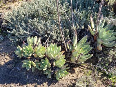 Dudleya cultrata, photographed by Trevor Harding