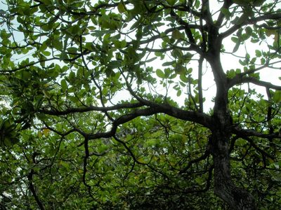 Anacardium excelsum, photographed by Neptalí Ramírez Marcial