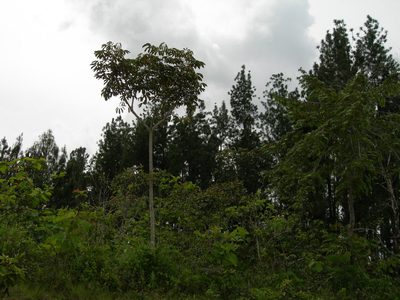Didymopanax morototoni, photographed by Neptalí Ramírez Marcial