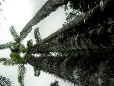 Bactris gasipaes, photographed by Neptalí Ramírez Marcial