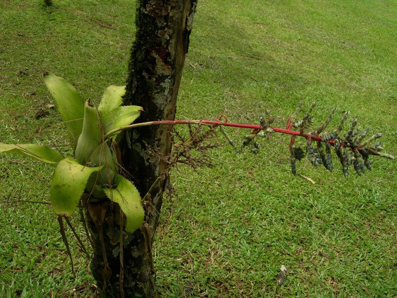 Aechmea pubescens, photographed by Neptalí Ramírez Marcial
