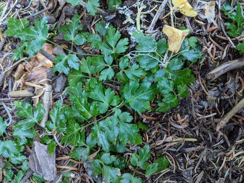 Coptis laciniata, photographed by Brodie Cass Talbott