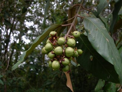 Vismia baccifera, photographed by Neptalí Ramírez Marcial