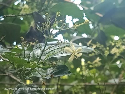 Clerodendrum laevifolium, photographed by Ong Jyh Seng