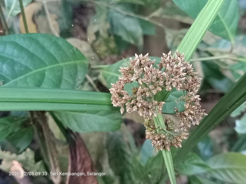 Hypolytrum nemorum, photographed by Ong Jyh Seng