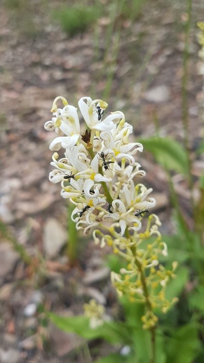 Lomatia ilicifolia, photographed by Vale Jenny Conolly