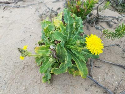 Sonchus megalocarpus, photographed by Lek Khauv