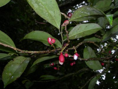 Lacistema aggregatum, photographed by Neptalí Ramírez Marcial