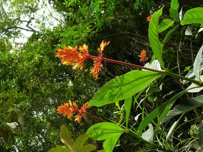 Palicourea triphylla, photographed by Neptalí Ramírez Marcial