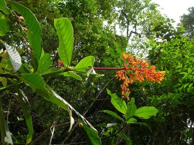 Palicourea triphylla, photographed by Neptalí Ramírez Marcial