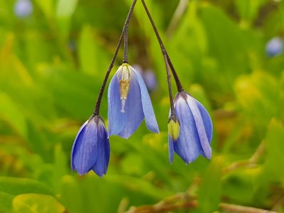 Billardiera fusiformis, photographed by Lek Khauv