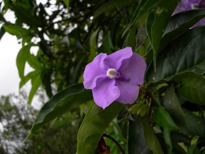 Brunfelsia pauciflora, photographed by Neptalí Ramírez Marcial