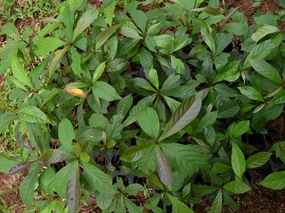 Terminalia amazonia, photographed by Neptalí Ramírez Marcial