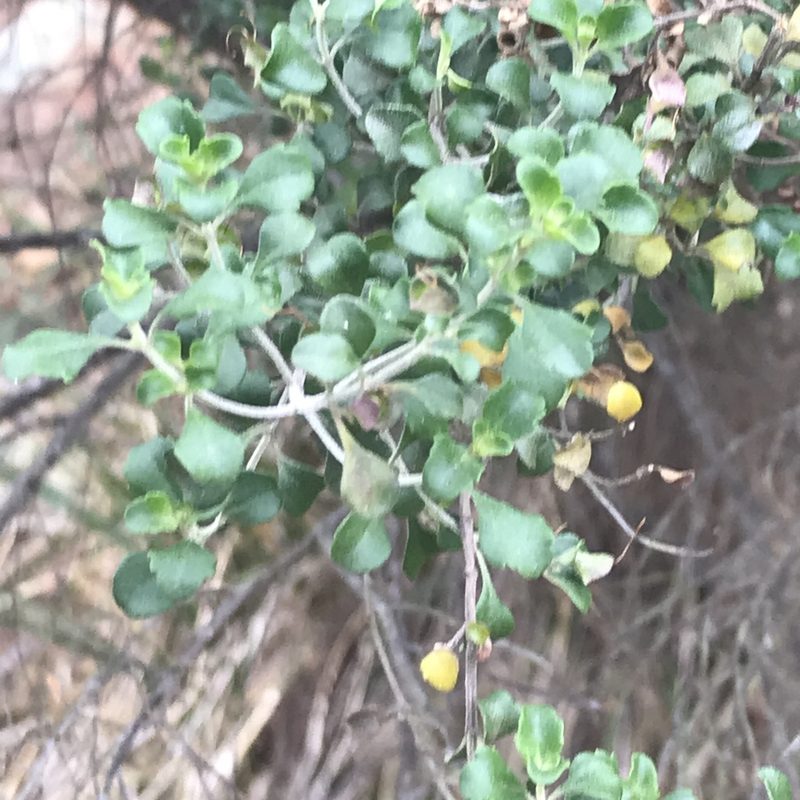Prostanthera rotundifolia, photographed by Jesse de Vries