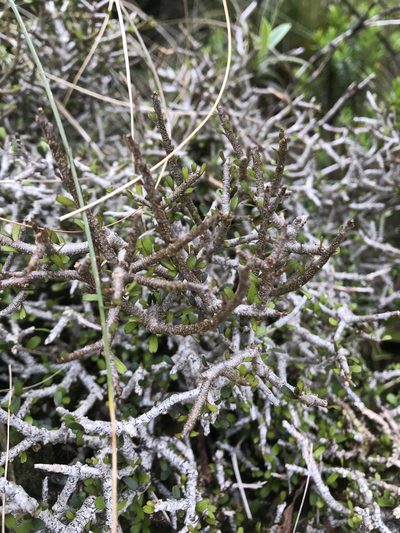 Melicytus drucei, photographed by hjcjim