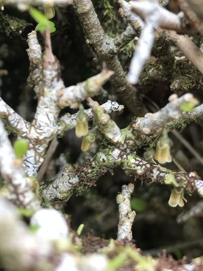Melicytus drucei, photographed by hjcjim