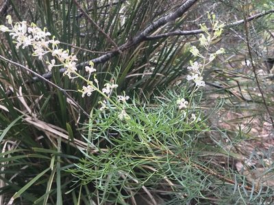 Lomatia tinctoria, photographed by Jesse de Vries